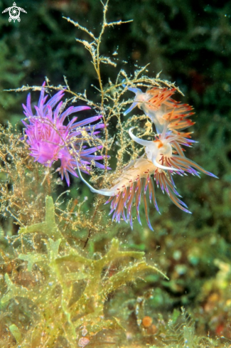 A Flabellina Affinis & Cratena Peregrina | nudibranch