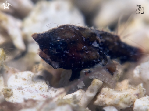 A Juvenile Shortnose Batfish