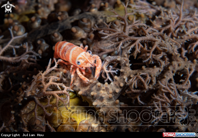 A Basket star shrimp