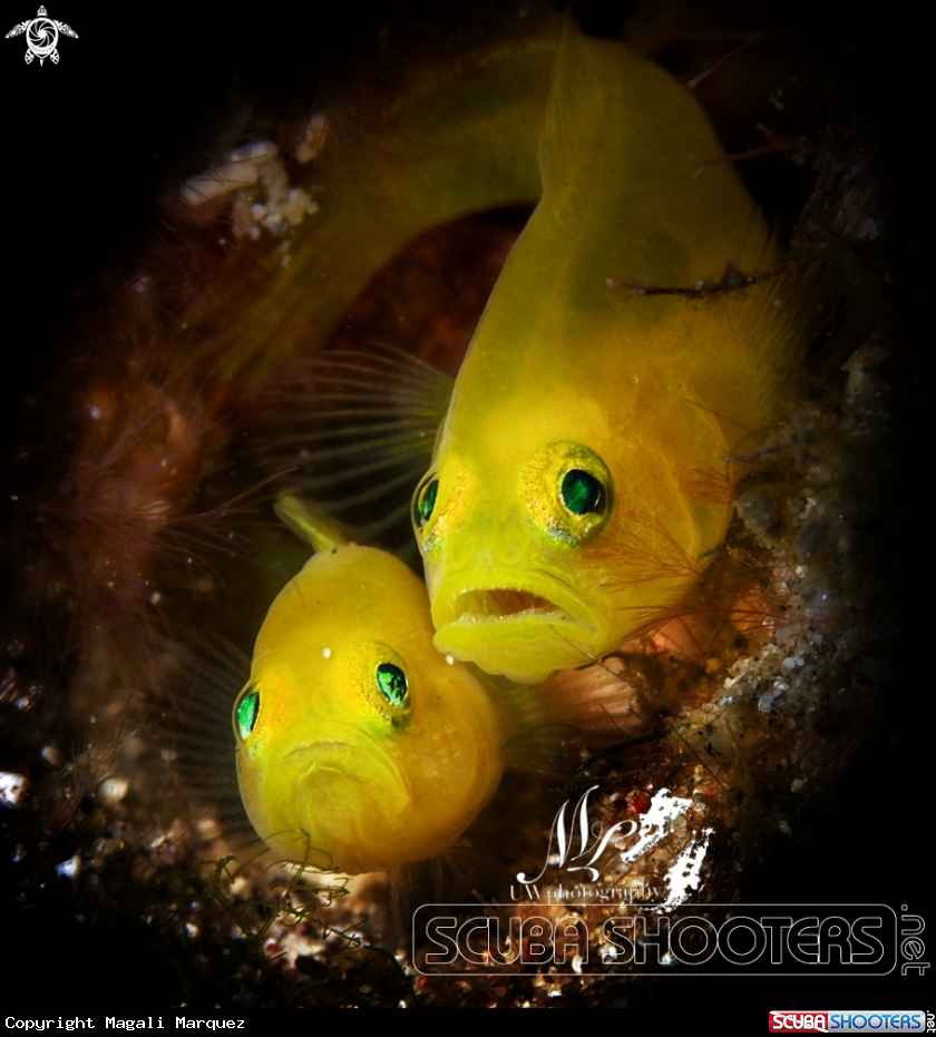 A Yellow pygmy Goby 