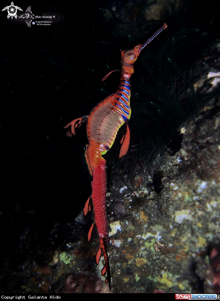 A Weedy Sea Dragon