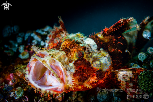 A Tasseled scorpionfish