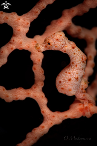 Denise's pygmy seahorse (Hippocampus denise) 
