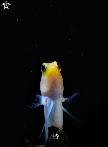 A Opistognathus aurifrons  | Yellowhead Jawfish 