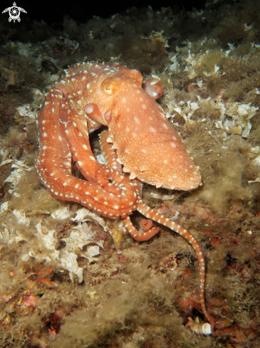 A octopus macropus | Polpessa
