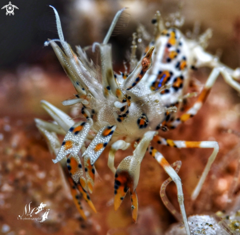 A Phyllognathia ceratophthalma | Spiny tiger Shrimp 
