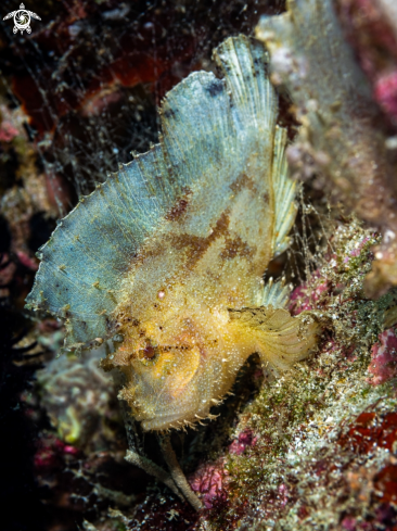 A Taenianotus triacanthus | Leaf Scorpionfish 