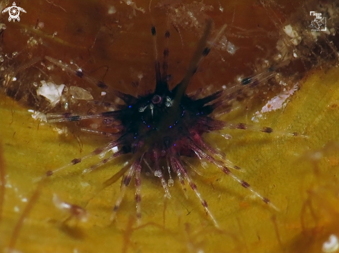 A Diadema antillarum | Early Juvenile Long Spine Sea Urchin
