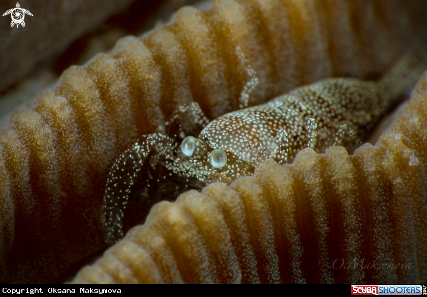 A Scorpion shrimp (Metapontonia scorpio symbiotic with coral Goniastrea)