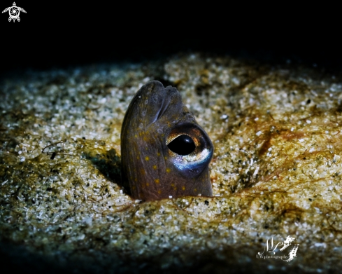 A Brown garden eel