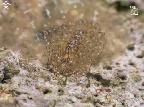 A Reticulated Flatworm