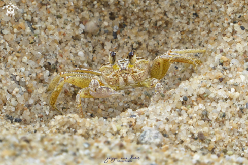 A Ocypode quadrata | Ghost Crab