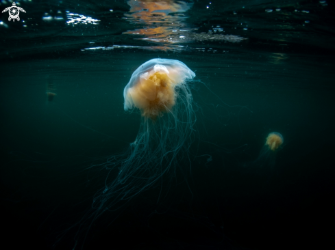 A Lions mane jelly 