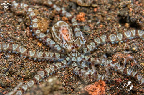 A Thaumoctopus mimicus | Mimic octopus 