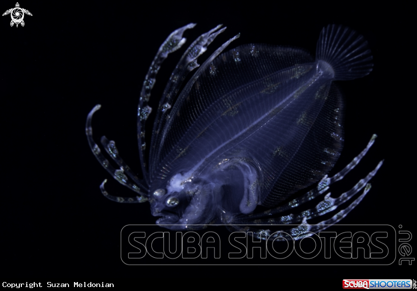 A Spotfin Flounder