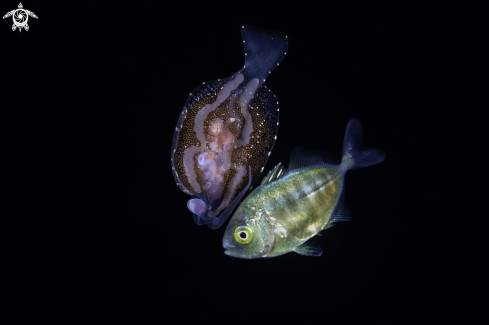 A Pelagic Nudibranch and juvenile Jack fish