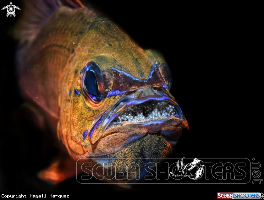 A Mouthbrooding Cardinalfish 