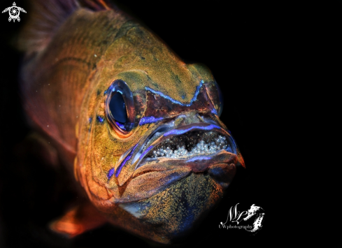 A Mouthbrooding Cardinalfish 