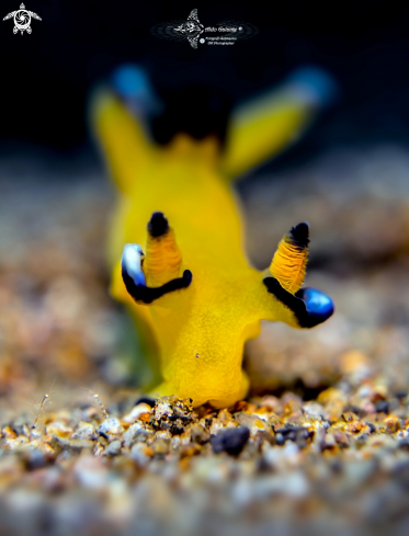 A Pikachu Nudibranch - Seaslug
