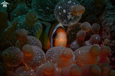 A Amphiprioninae | FISH