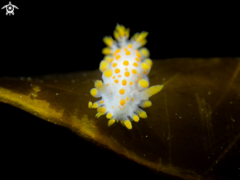 A Limacia clavigera | Nudibranch
