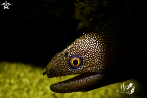 A Gymnothorax miliaris | Golden morey eel 