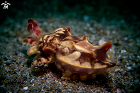 A Metasepia pfefferi | Cuttlefish