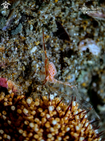 A Transparent Shrimp