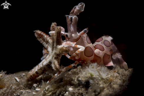 A Hynenocera picta | Harlequin shrimp