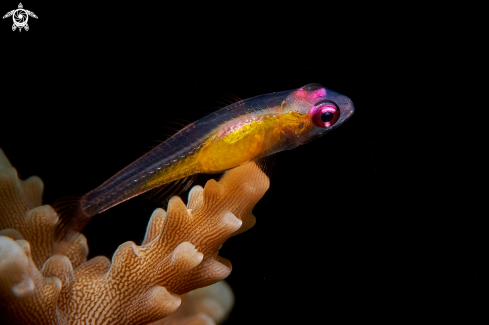 A Bryaninops natans | GOBY