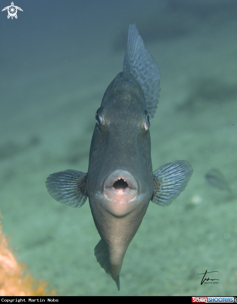 A Grey Triggerfish