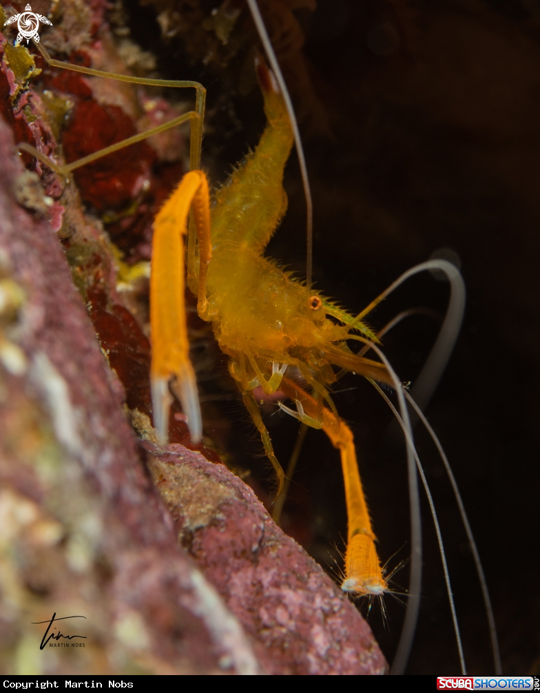 A Golden coral shrimp