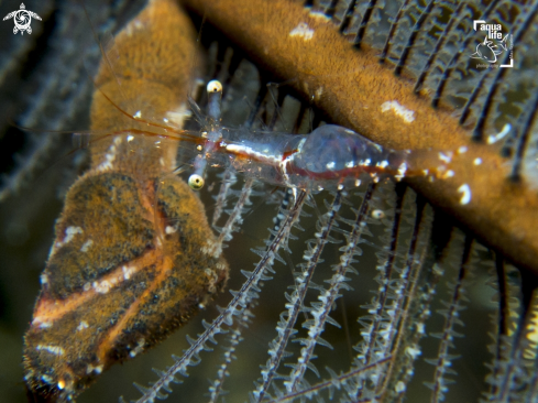 A Black Coral Shrimp