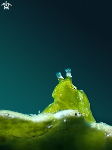 A Elysia pusilla | Sea Slug