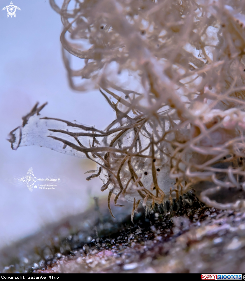 A Melibe Sea Slug - Nudibranch