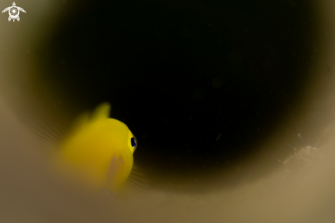 A Yellow Lemon Goby