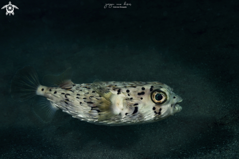 A Diodon holocanthus | Ballonfish