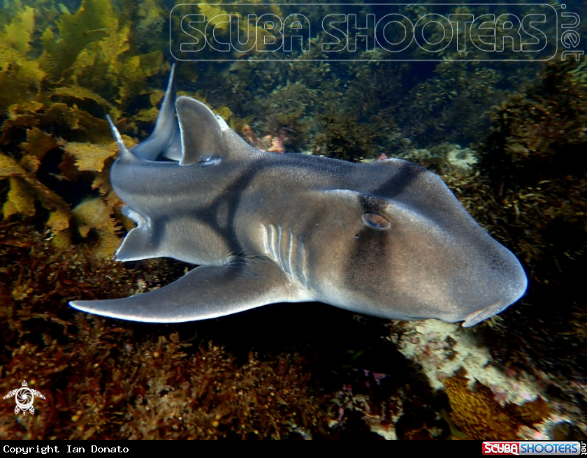 A Port Jackson shark