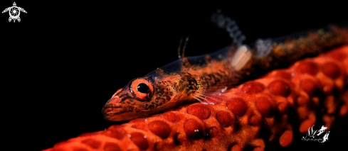 A Bryaninops | Whip coral Goby with parasite 