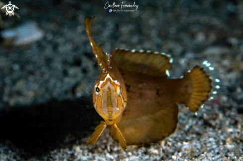 A Iniistius pavo | Razorfish