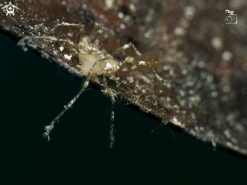 A Anoplodactylus sp. | Caribbean Sea Spider