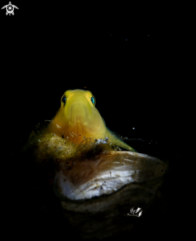 A Yellow Goby 