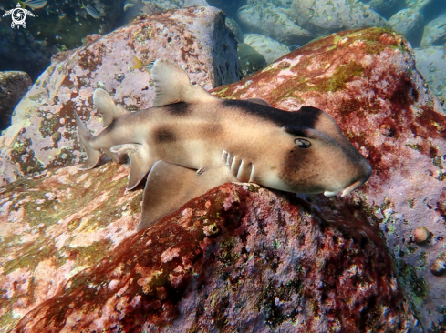 A Heterodontus galeatus | Crested horn shark