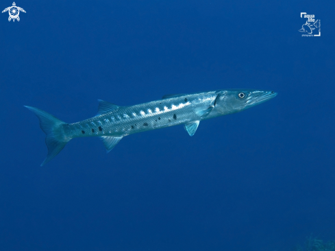 A Sphyraena barracuda | Great Barracuda