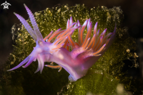 A Flabellina affinis | Pink Flabellina nudibranch