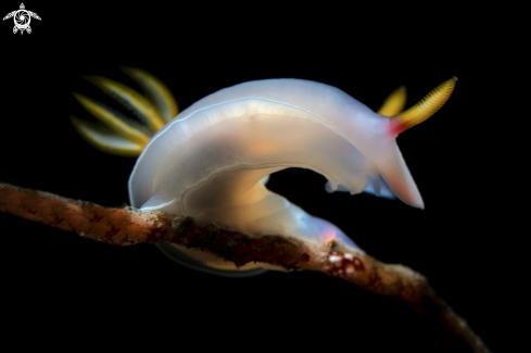 A  Hypselodoris bullockii | Nudibranch