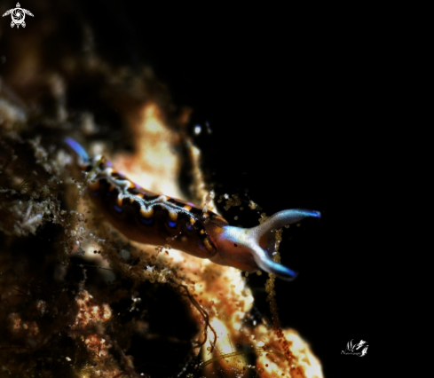 A Thuridilla mazda | Sea slug