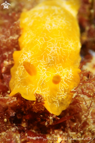 A Doriopsilla areolata | nudibranch