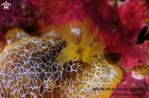 A Doriopsilla areolata | Nudibranch