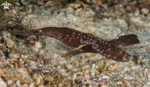 A Robust ghost pipefish | Robust ghost pipefish